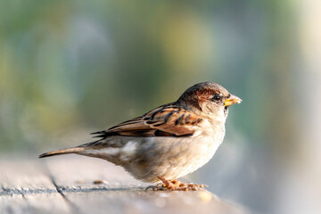Common house sparrow, little bird