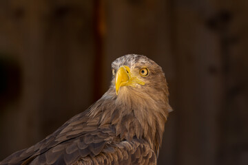 close portrait of an eagle head isolated background