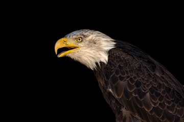 close portrait of an eagle head isolated background