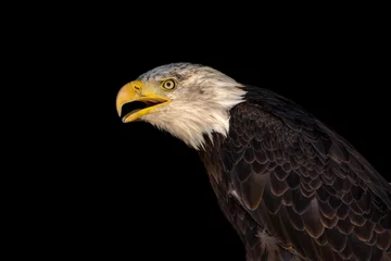 Foto op Plexiglas close portrait of an eagle head isolated background © klickit24