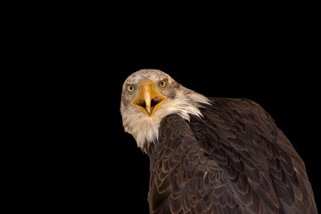 close portrait of an eagle head isolated background