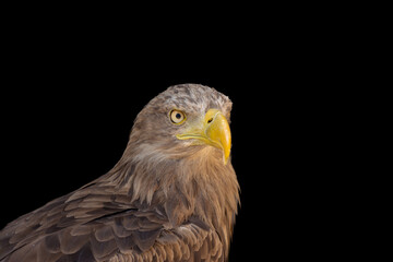 close portrait of an eagle head isolated background
