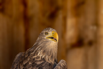 close portrait of an eagle head isolated background