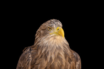 close portrait of an eagle head isolated background