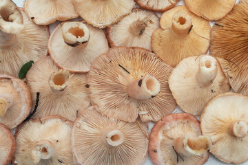 Underside of red mushrooms howing gills