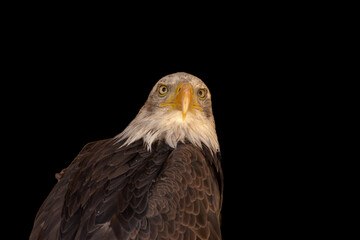 close portrait of an eagle head isolated background