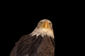 close portrait of an eagle head isolated background