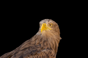 close portrait of an eagle head isolated background