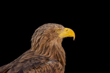 close portrait of an eagle head isolated background