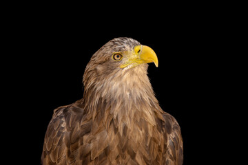 close portrait of an eagle head isolated background