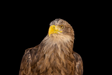 close portrait of an eagle head isolated background