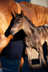   portrait of beautiful black foal posing  with  chestnut mom at evening . close up