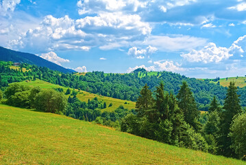 Fototapeta na wymiar background nature of the Carpathians. mountain landscape on a bright sunny day. beech forest on the grassy meadow. travel and tourism concept.