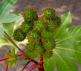 Castor Bean Plant (Ricinus communis). Botanical Garden, Freiburg, Germany, Europe