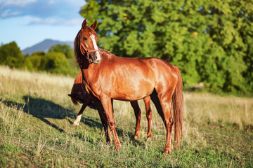 Brown or chestnut Arabian horse on grass meadow, another animal behind, blurred trees on sunny day background