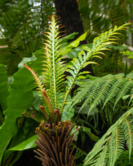Blechnum gibbum (commonly called Silver Lady) is a ‚hard fern‘ of the Blechnum genus.