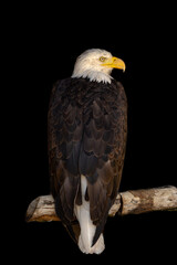 close portrait of an eagle head isolated background
