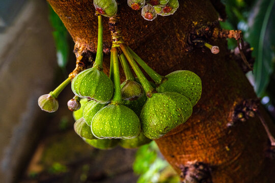 Ficus auriculata, Roxburgh Fig close_up of fruits on a tree.