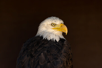 close portrait of an eagle head isolated background