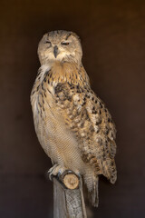 close portrait of an owl isolated background