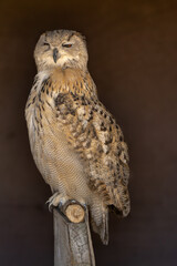 close portrait of an owl isolated background