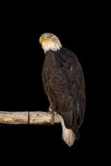 close portrait of an eagle head isolated background