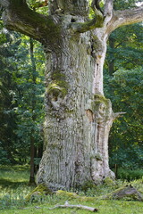 Ivenacker oaks, Germany's oldest oaks mor thane 1000 years old, Ivenack near Stavenhagen,...