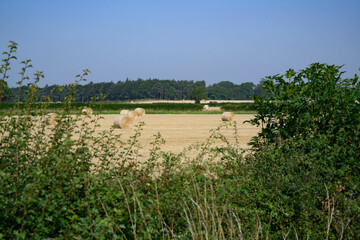 Fototapeta na wymiar hay bales through a hedge
