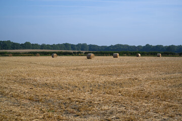Fototapeta premium straw bales in the field