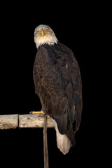 close portrait of an eagle head isolated background