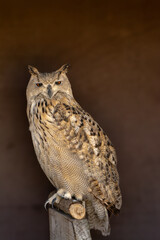 close portrait of an owl isolated background