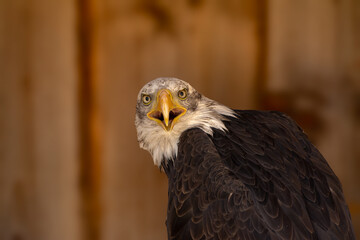 close portrait of an eagle head isolated background