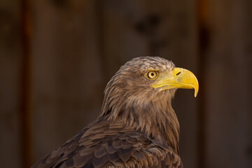 close portrait of an eagle head isolated background