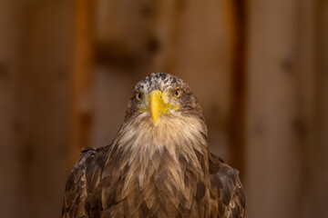 close portrait of an eagle head isolated background