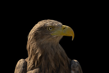 close portrait of an eagle head isolated background