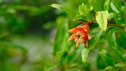 Defocus pomegranate flowers blossom and green leaves in the garden.