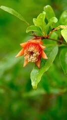 Defocus pomegranate flowers blossom and green leaves in the garden.