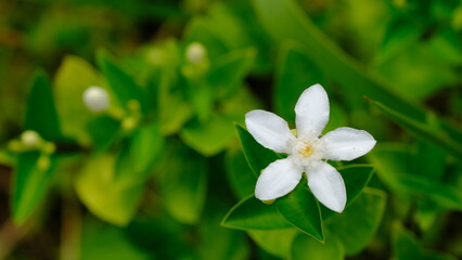 Selective focus Jasminum sambac is a species of jasmine native to tropical Asia, from the Indian subcontinent to Southeast Asia. Jasmine flower in bloom.