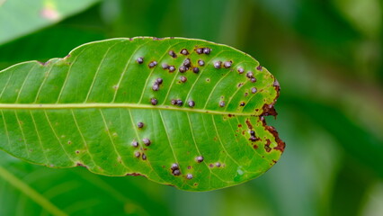 Blurred plant disease on mango leaf, Leaf spot disease black spot, caused by fungal infection. - obrazy, fototapety, plakaty