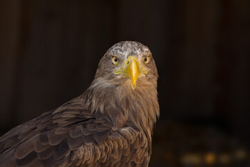 close portrait of an eagle head isolated background