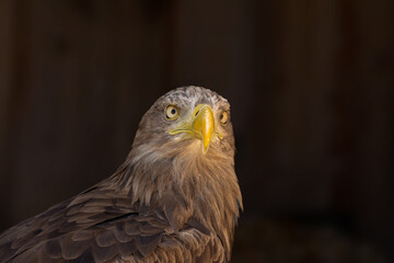 close portrait of an eagle head isolated background