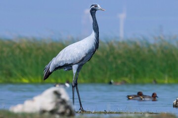 Demoiselle crane bird at river. Grus virgo. Natural background. Abstract background. Bird background.
