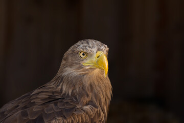 close portrait of an eagle head isolated background