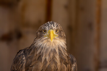 close portrait of an eagle head isolated background