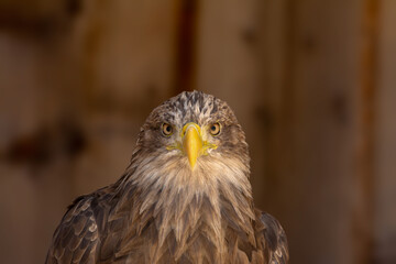 close portrait of an eagle head isolated background