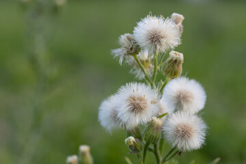 Dandelions on a green background