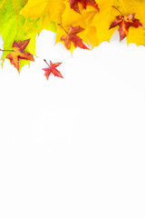 Background of many yellow maple leaves with space for text on a white background. Autumn Leaf Background