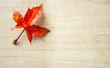 Naklejka na ściany i meble The background of maple leave with space for text on a wooden background. Autumn Leaf Background