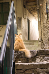 Orange Katze sitzt alleine nachts auf einer Treppe und schaut in die Kamera - Italien
