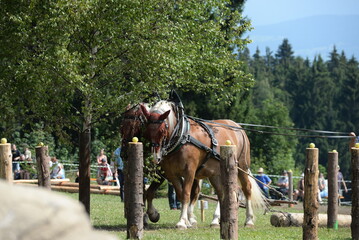 Kaltblutpferde beim Holzr&uuml;cken